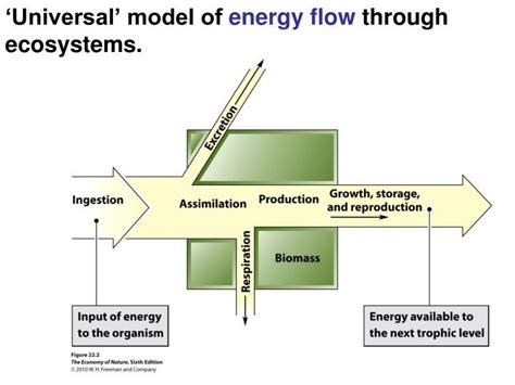 Ppt The Hierarchical Nature And Processes Of Different Levels Of