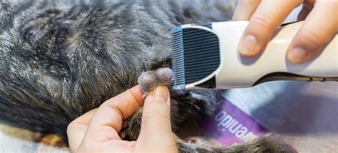 Cat Neutering A Guide To Castration And Spaying 2022