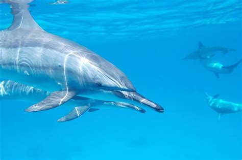 How Long Can Dolphins Hold Their Breath Wildlife Informer
