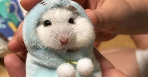 Hamster In A Hoodie Got A Photoshop Battle And Its The Most Adorable