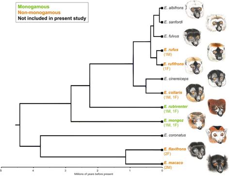 The Mating System Classification Of Seven Eulemur Species At The Duke