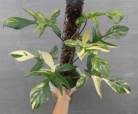30 Types Of Philodendron Varieties To Grow Indoors Plants Spark Joy