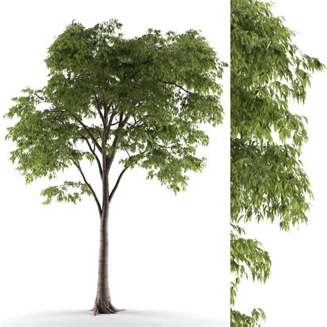 Tree 54 3d Model For Vray