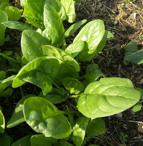 Harvesting Baby Leaf Spinach (Catalina) - Eat Like No One Else