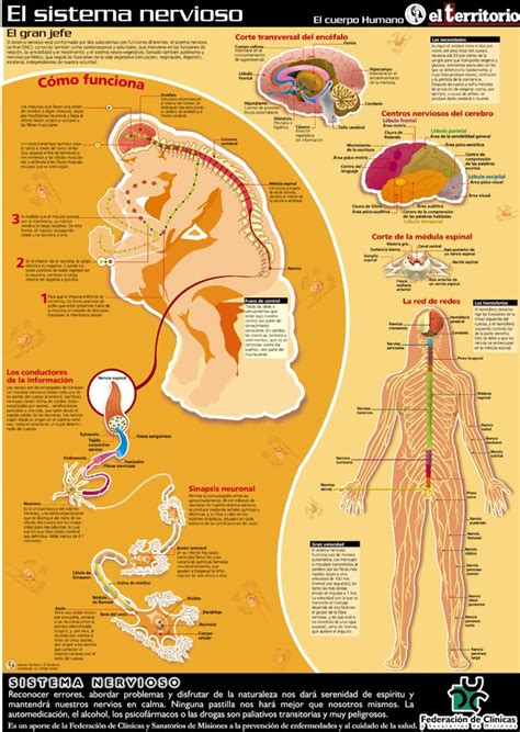Infografia Cuerpo Humano Cuerpo Humano Cuerpo Humano Anatomia Vrogue