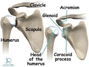 We discuss their function, the different types of bones in the human body, and the cells that are involved. Shoulder Joint:Anatomy,Movement & Muscle involvement » How To Relief