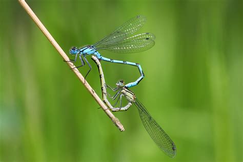 Life Cycle And Biology - British Dragonfly Society