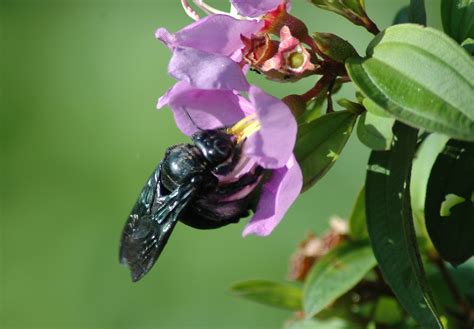 Borneo Bees Flickr