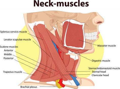 This tutorial focuses on cricks and chronic unexplained neck pain and closely related symptoms in the upper back and shoulders (upper backs get cricks too). Exercises to do While Driving - Neck Pain/Posture - Apple ...