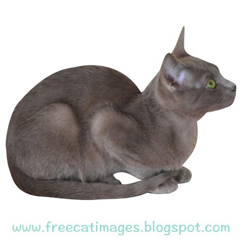 Free Cat Images Free Digital Cat Cut Out With Transparent