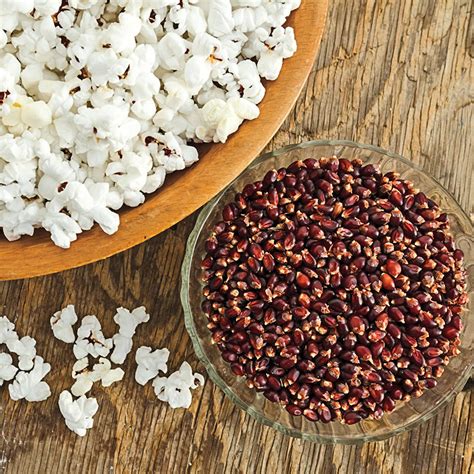 Mauveless Hybrid Popcorn Gurneys Seed And Nursery Co