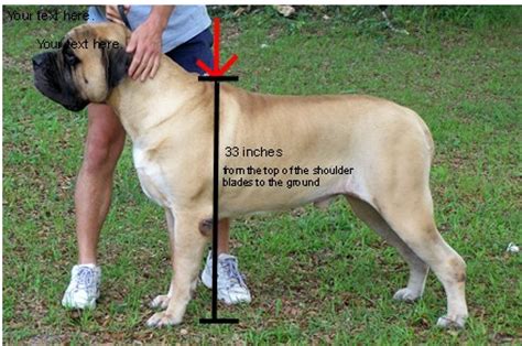 I have another video on youtube on how to make a measuring wicket. A Little Chubby - Doberman Forum : Doberman Breed Dog Forums