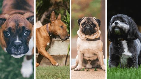 5 Great Dogs Like French Bulldogs In 2021 Doggowner