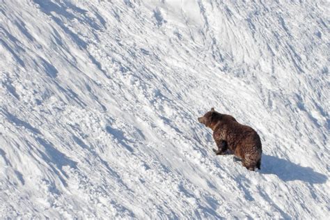 Rocky Road Change Is In The Air For The Himalayan Brown Bear