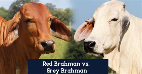 Brahman cattle may vary in color from light gray or red to almost black. Grey Brahman vs. Red Brahman - B.R. Cutrer, Inc.