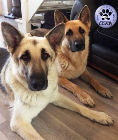 Levi And Odie 4 Year Old Male German Shepherd Dogs Available For Adoption