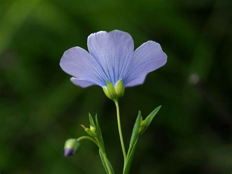 Linum Perenne L Plants Of The World Online Kew Science