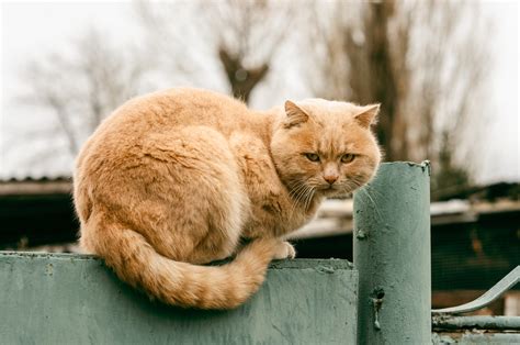 A Feral Cat Or A Stray Cat How To Tell The Difference Thecatsite
