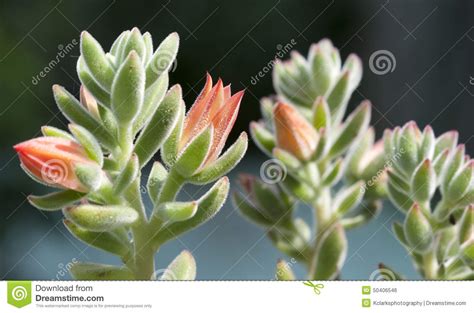 It's pretty interesting to watch as a freshly plucked leaf starts putting out itty bitty roots followed by a little bitty plantlet. Orange Echeveria Succulent Flowers Stock Photo - Image ...