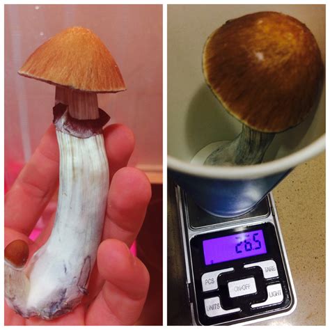 Magic Mushroom Grow Kit Reddit All Mushroom Info