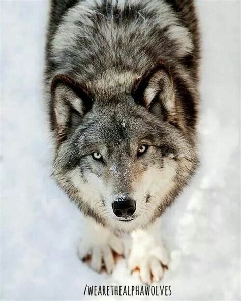 Lobo Pardo En La Nieve Wolf Dog Animals Animals Beautiful