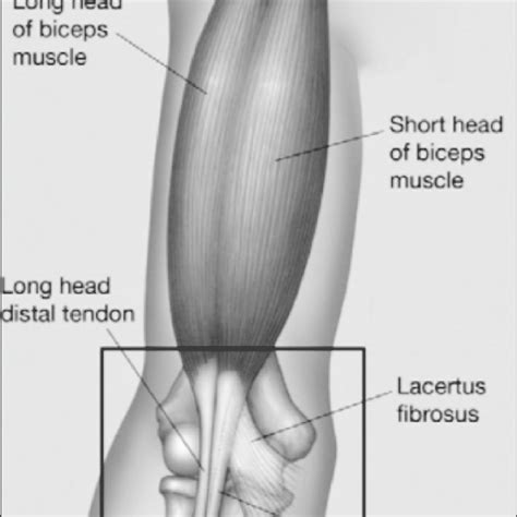 Anatomy Of The Biceps Brachii Note The Distal Attachment To The Radial