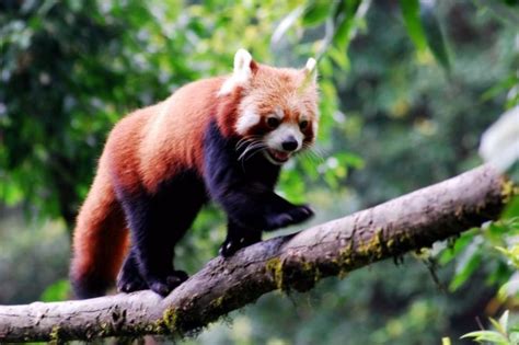 Arunachal Pradesh Locals Are Trying To Save Endangered Red Pandas In