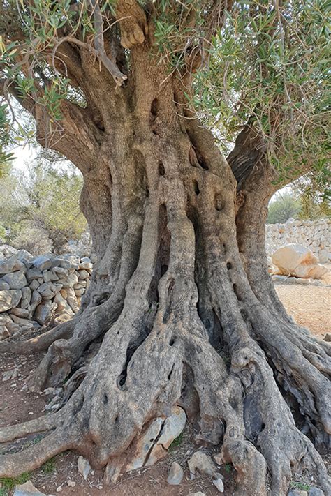 Oldest Olive Trees In The World Olive Gardens Of Lun