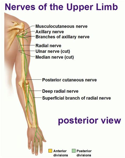 Nerves Of The Upper Limb Posterior View Radial Ulnar Medial