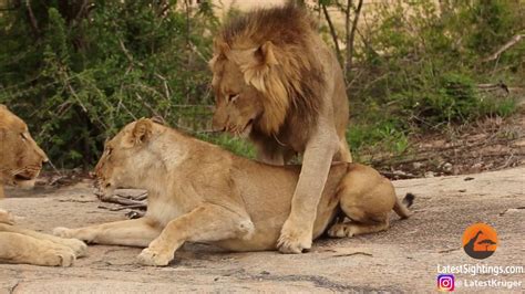Awkward Three Male Lions Take Turns Mating With Lioness