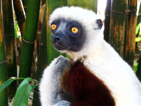 Lemur From Antananarivo Madagascar 07 Animals Enrico Magnani Flickr