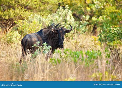 Blue Wildebeest Male Stock Image Image Of African Outdoors 17749721