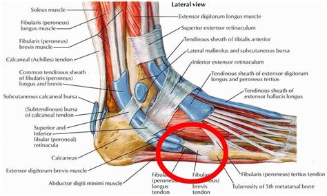 Learn more about foot tendon problems and common tendon problems of the foot from the medical experts at foot vitals. Foot pain - thinking it's either cuboid syndrome or peroneal tendonitis - thoughts? : running