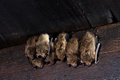 Where Do Bats Live How Long Will They Live In Your House Trutech