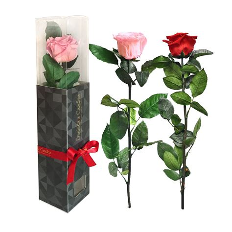 Single Ecuadorian Preserved Rose Stemmed Rose Stem How To Preserve