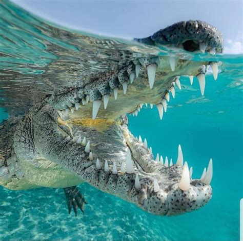 Crocodile In Cuba Photo By Paul Nicklen Wildlife Animals
