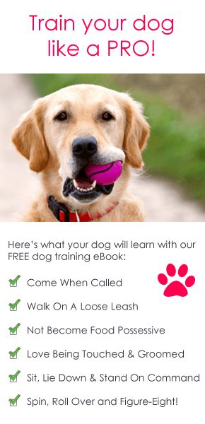 I take my puppy outside as soon as he wakes up, and right after be careful of advertisements for 10 minute puppy obedience training programs and the like. Valuable Canine Training Tips That Really Work | Puppy ...