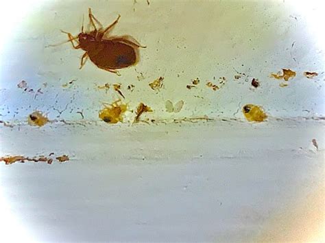 Can My Bed Bug Infestation Get On Walls Ceilings And Floors • Dead