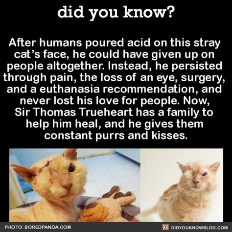 After Humans Poured Acid On This Stray Cats Did You Know