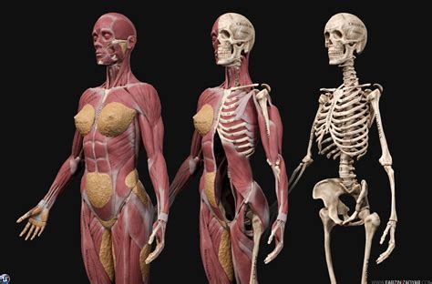 Human Anatomy Of A Woman