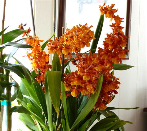 That's why we suggest looking for a bouquet that has the most closed petals. Orchids, Flowers That Bloom All Year Long