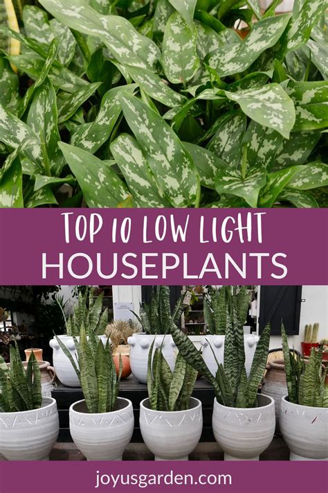 10 Best Low Light Indoor Plants That Are Easy To Care For Easy Care