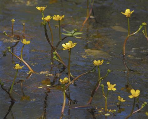 Yellow Water Buttercup Ranunculus Flabellaris Flickr