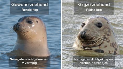 Hoe Herken Je De Gewone En Grijze Zeehond Vroege Vogels BNNVARA