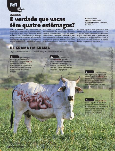 É Verdade Que Vacas Têm Quatro Estômagos Mundo Estranho Flickr