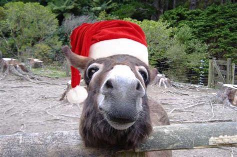 Animals In Santa Hats 100 Pics