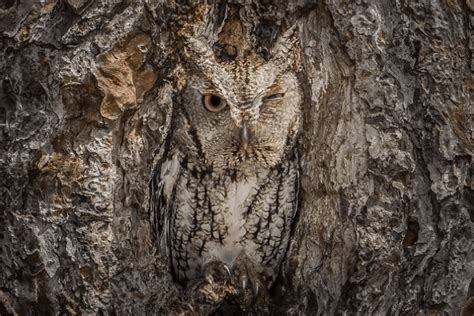 5 Unbelievable Examples Of Animal Camouflage Cottage Life