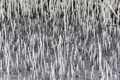 Pneumatophore Roots Of Black Mangrove Shrubs Avicennia Germinans Stock