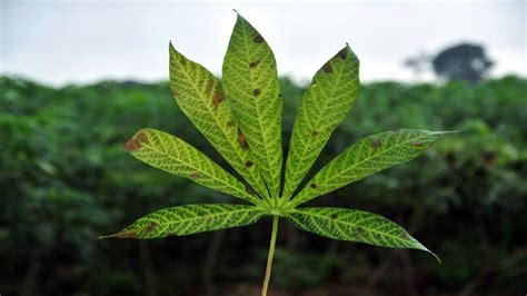 Integrated pest management regulates pests by using a variety of control measures, including mechanical, cultural, biological, and chemical. Cassava Pest and Disease Control