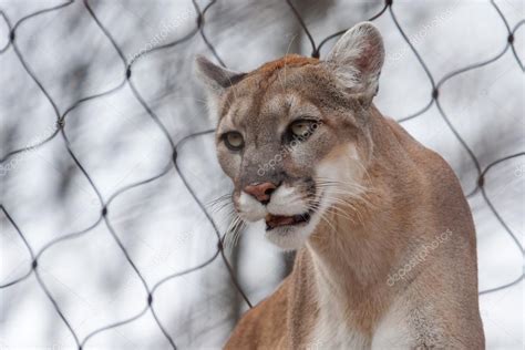 Mountain Lion Puma Cougar Close Up Stock Photo By ©coffee999 63143563